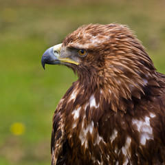 Golden eagle