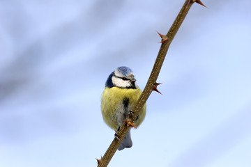Blue tit on branch posing before lens