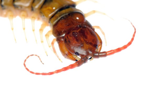 poison centipede