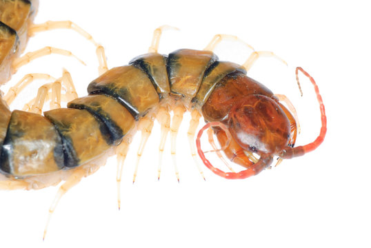poison centipede