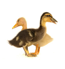 duck
