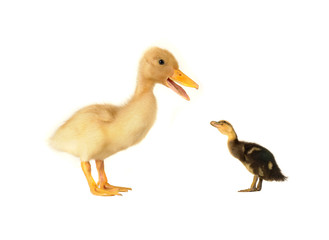 duck