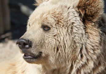 Close up of the head of a Brown Bear