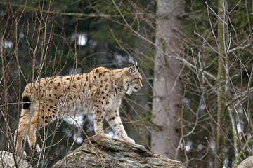 Naklejka na ściany i meble lynx na skały, las w Bawarii