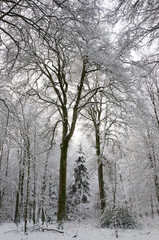Fototapeta na wymiar Neige sur la Forêt et les arbres en hiver