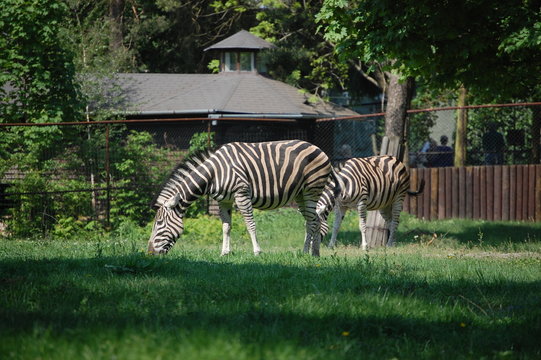 Fototapeta ZOO 2