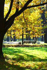 Naklejka premium autumn park