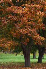 Fototapeta na wymiar autumn trees