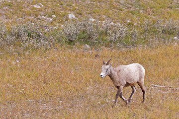 Obraz premium Bighorn sheep, ovis canadensis