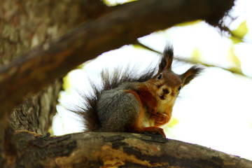 squirrel in autumn forest