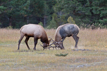 Bull Elks fighting