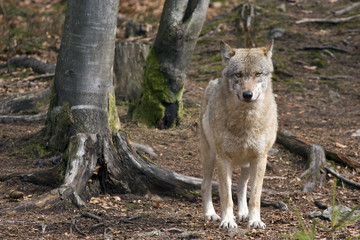 lupo nella foresta della Baviera