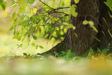 autumn trees