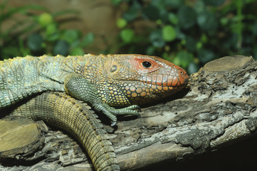 Northern Caiman Lizard