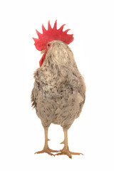 white cock