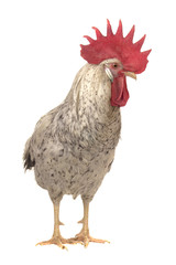 white cock