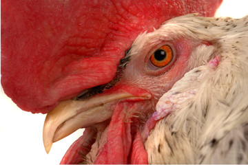 white cock
