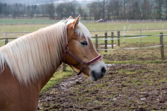Blond. Portrait of a horse.