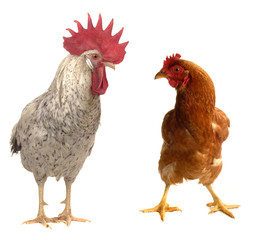 black cock
