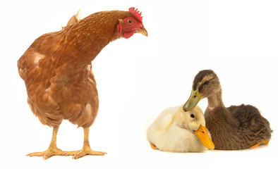 brown  hen