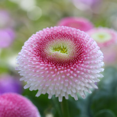 Frühlingsblume