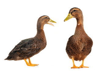 duck