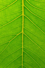 Leaf surface
