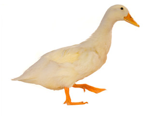 duck