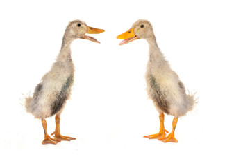 two duck