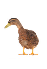 duck