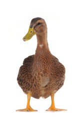 duck