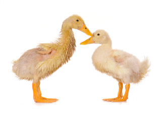 two duck