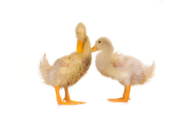 two duck