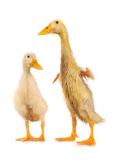 two duck