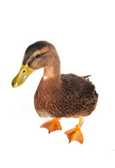 duck