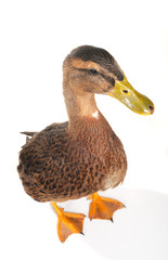 duck