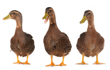 duck