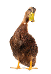 duck © fotomaster