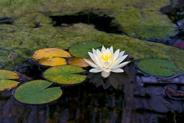 Water Lily