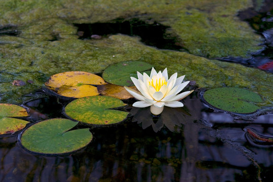 Fototapeta Water Lily