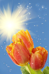 Fototapeta na wymiar Flowers tulips sun rain
