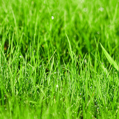 Green grass background
