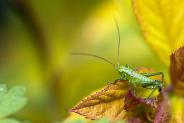 Konik polny na liściu © sitriel
