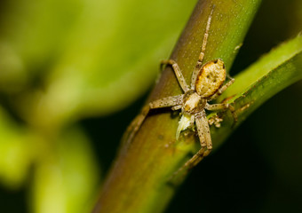 Pająk (Thimisidae) na trawie