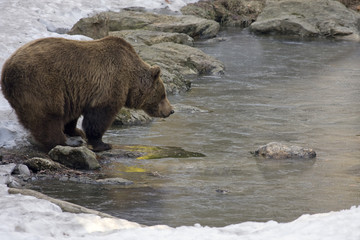 orso bruno sul lago ghiacciato
