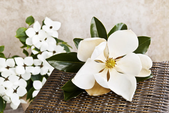 Fototapeta Magnolia And Dogwood Still life