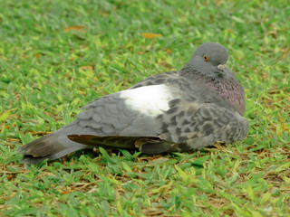 Pigeons in the grass
