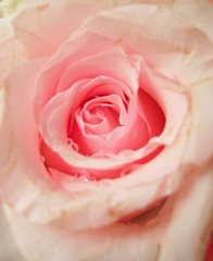 Pale pink roses.