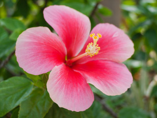 red hibiscus flower