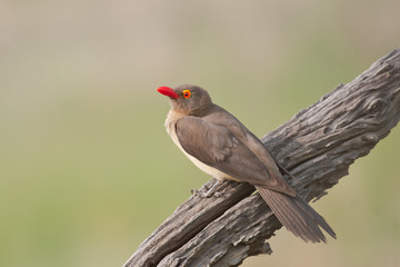 Red-billed Oxpecker